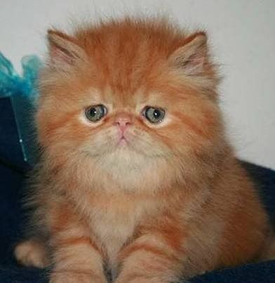 №48, Ирина Рудницкая, Пинск №48, Ирина Рудницкая, Пинск