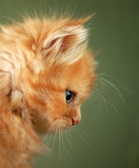 Вася Ковтан | Ужгород