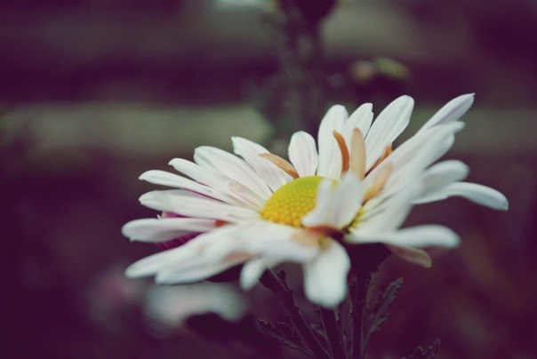 Маріна Шевчук | Винница