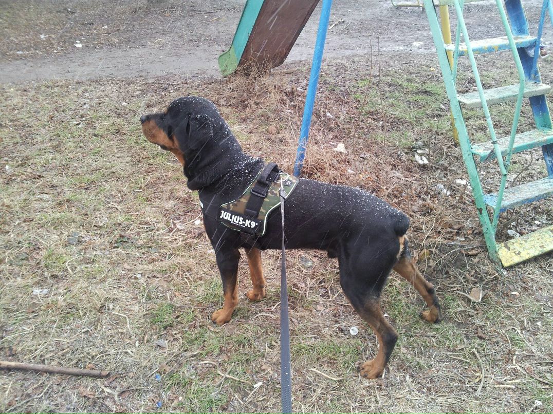 Ali Alr | Полтава