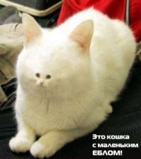 №4, Денис Боровец, Киев №4, Денис Боровец, Киев