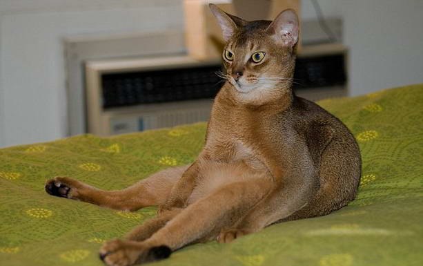 Ян Янович | Горловка