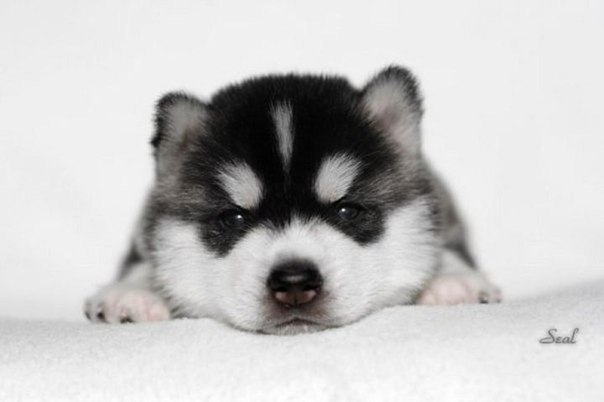 Влад Ковалёв - it is - | Севастополь