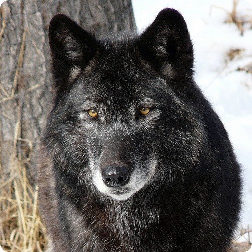 Антон Баранов | Иркутск