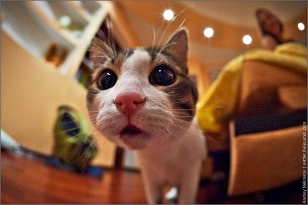 Вячеслав-Славный Федотов | Москва