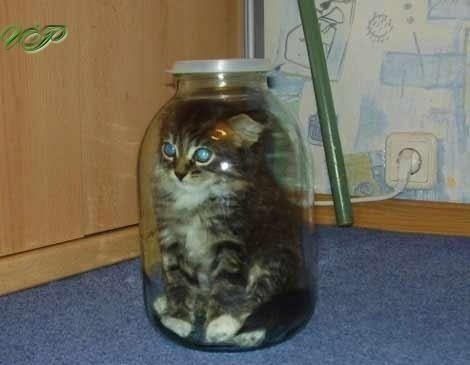 Чубак Николаевич Василий | Санкт-Петербург