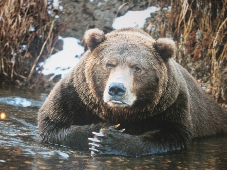 №37, Андрей Макаревич, Красноярск №37, Андрей Макаревич, Красноярск