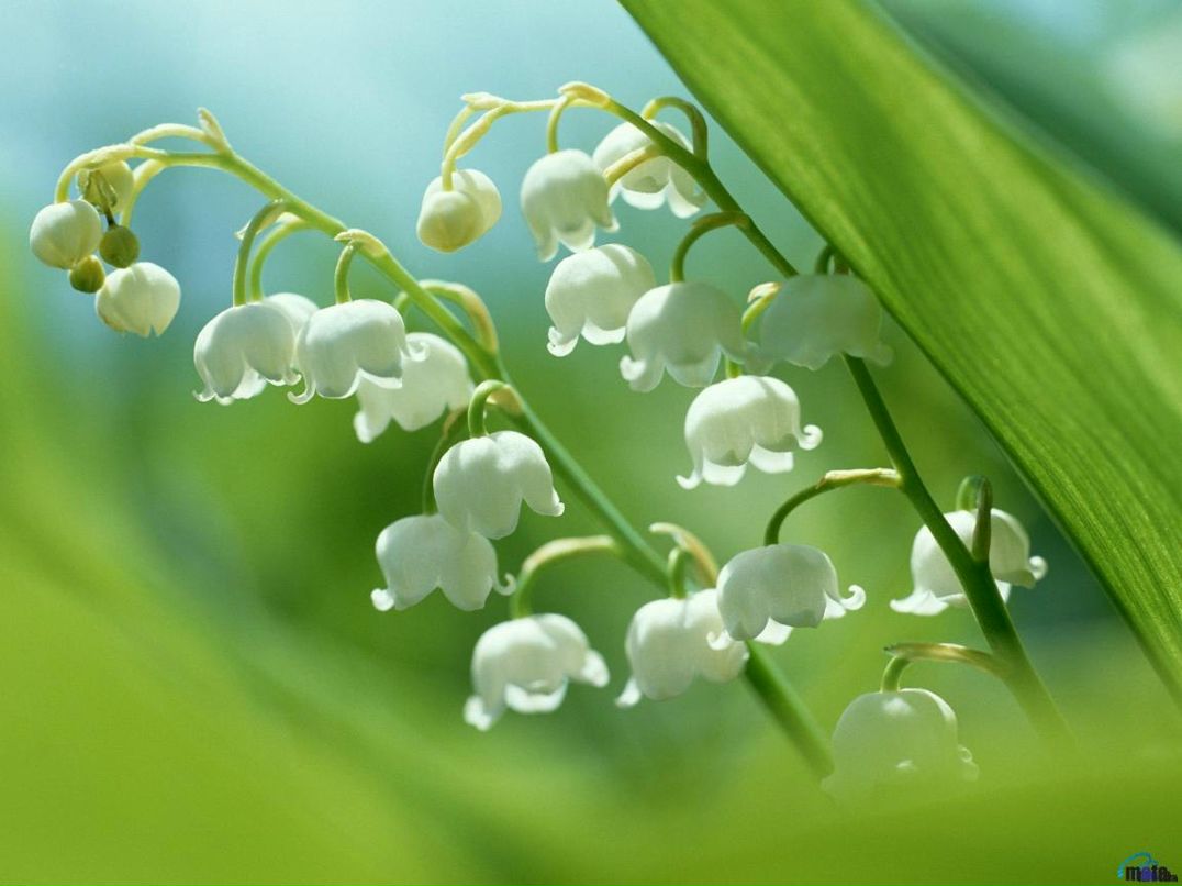 Елена Парницкая | Санкт-Петербург