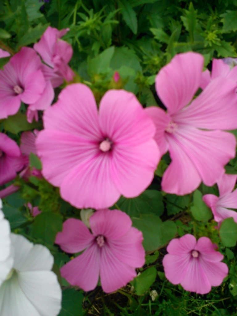 Александр Айкашев | Мишкино