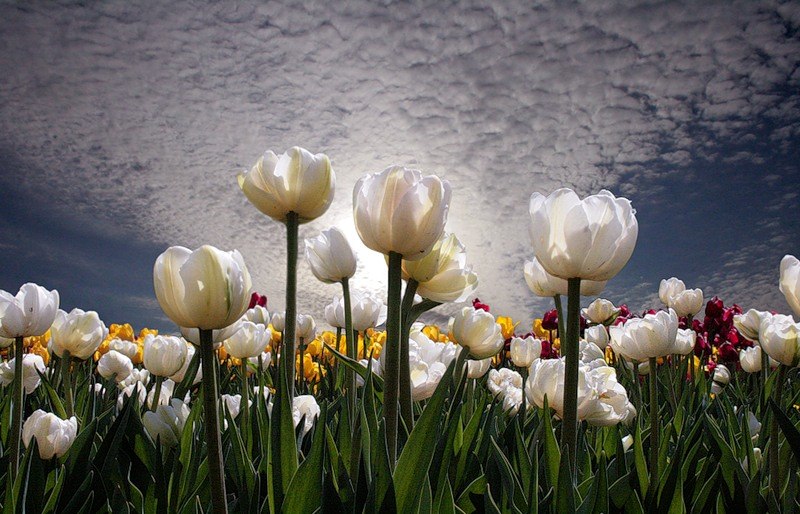 Александр Черновол ★трезвый как Зевс★ | Москва