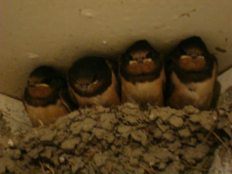 №98, Ирина Леденцова, Нижний Новгород №98, Ирина Леденцова, Нижний Новгород