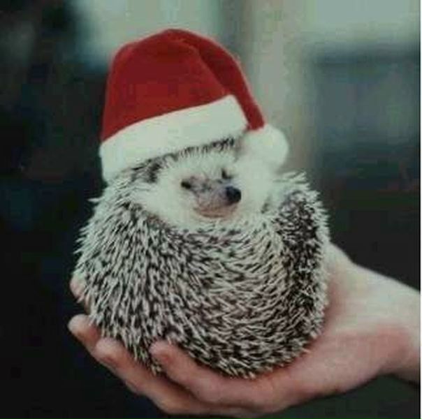 №52, Анастасия Киктева, Киев №52, Анастасия Киктева, Киев