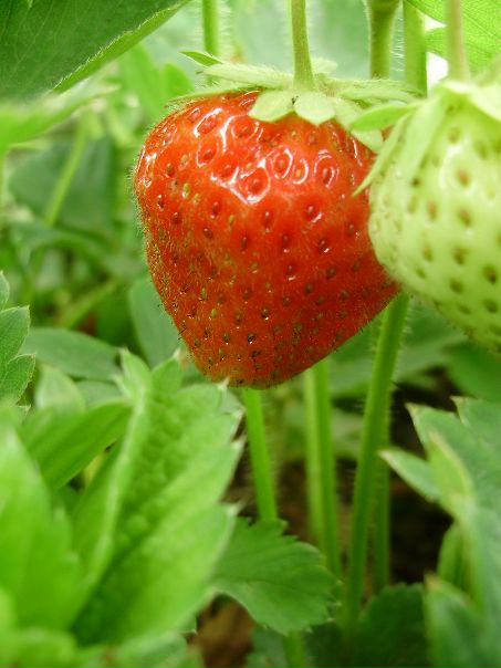 №4, Анна Лаура №4, Анна Лаура