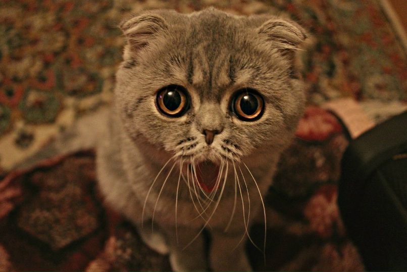 Michael Schumacher | Санкт-Петербург