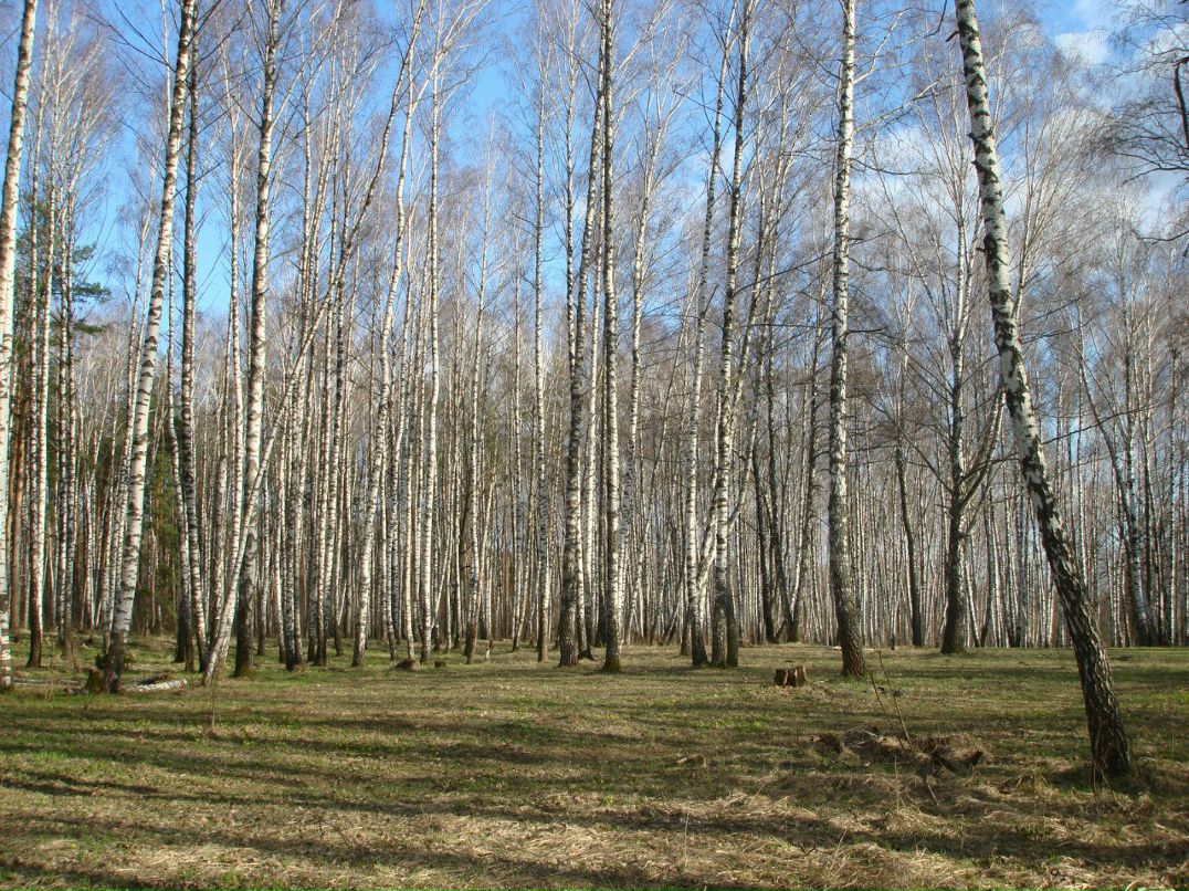 Анатолий Зырянов | Москва