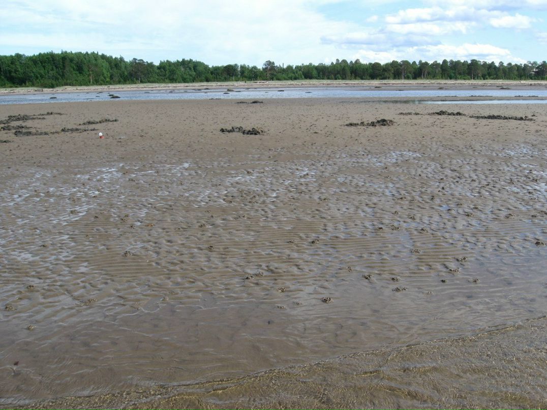 Василий Широкий | Санкт-Петербург