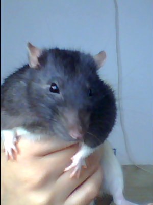 Ольга Залевская | Ростов-на-Дону