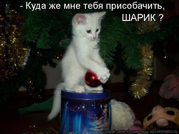 №2, Супер-Котэ Любит-Лотэ, Новосибирск №2, Супер-Котэ Любит-Лотэ, Новосибирск