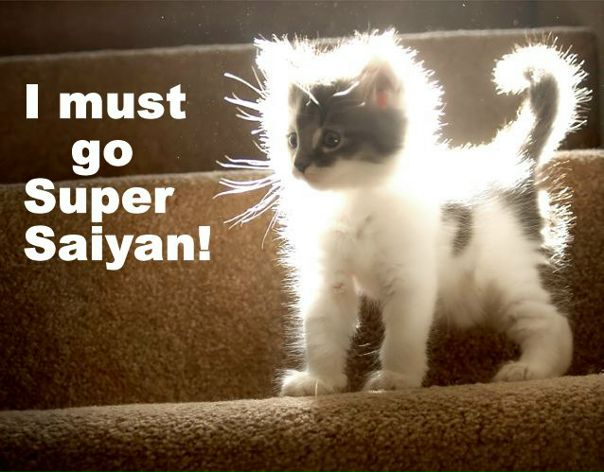 №11, Vitek Shectopalov №11, Vitek Shectopalov