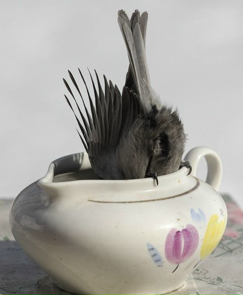 №2, Елена Черевчук, Köln №2, Елена Черевчук, Köln