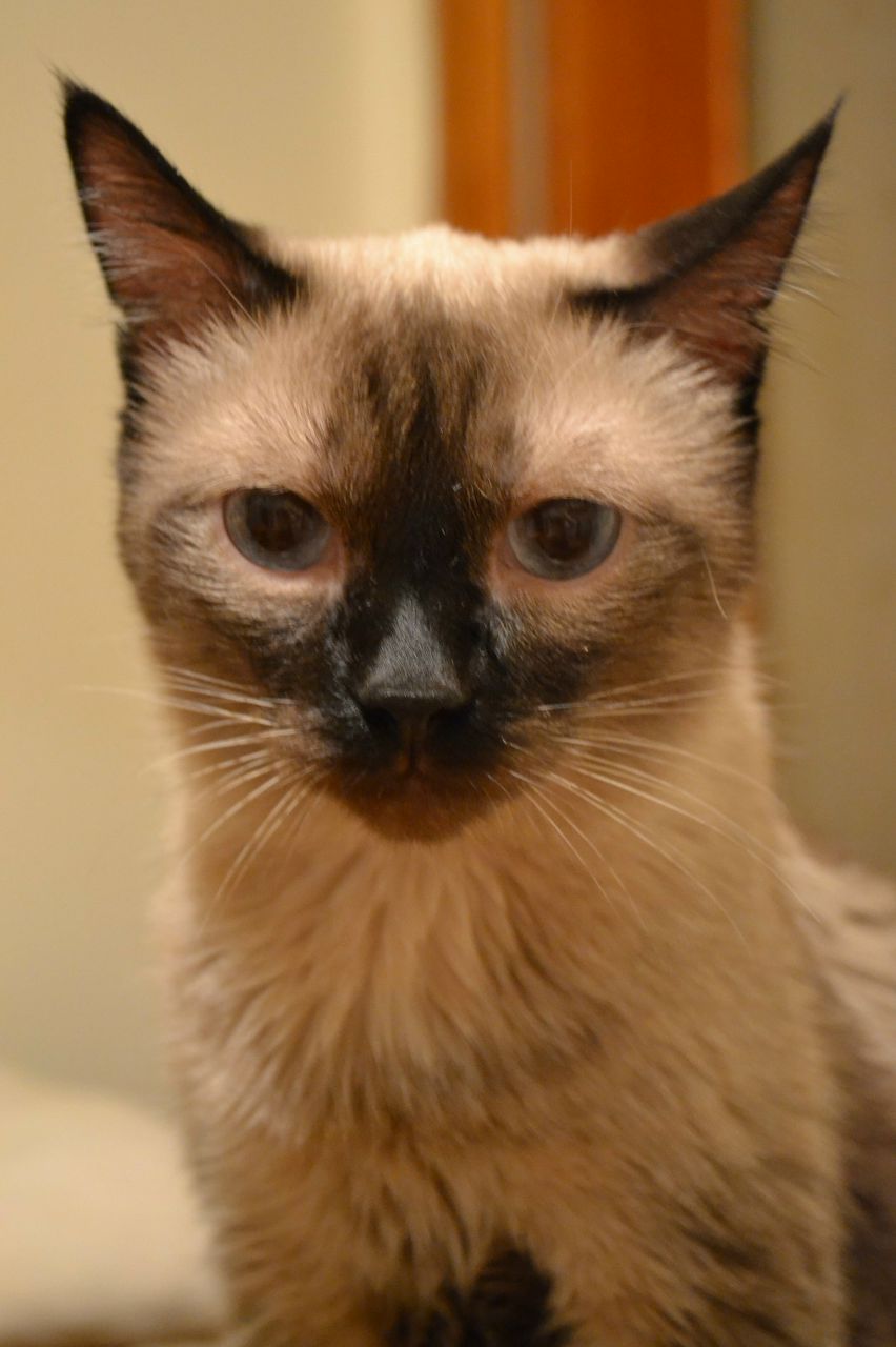 Наталья Агеева JCl | Новосибирск