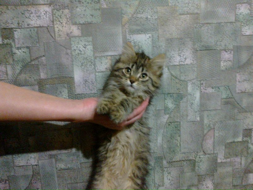 №188, Пьяное Божество, Киев №188, Пьяное Божество, Киев