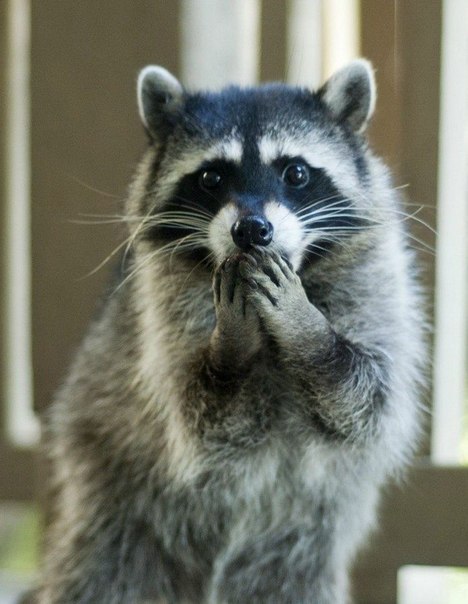 Мечта Идиота | Краснодар