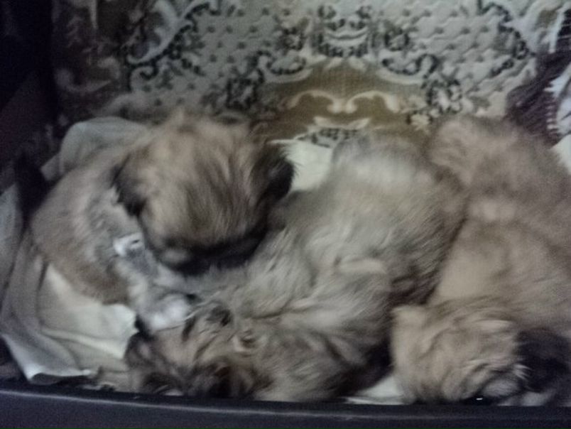 №25, Надежда Руднева, 119 лет, Новомосковский №25, Надежда Руднева, 119 лет, Новомосковский