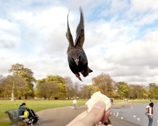 Александр Кульбаба | Киев