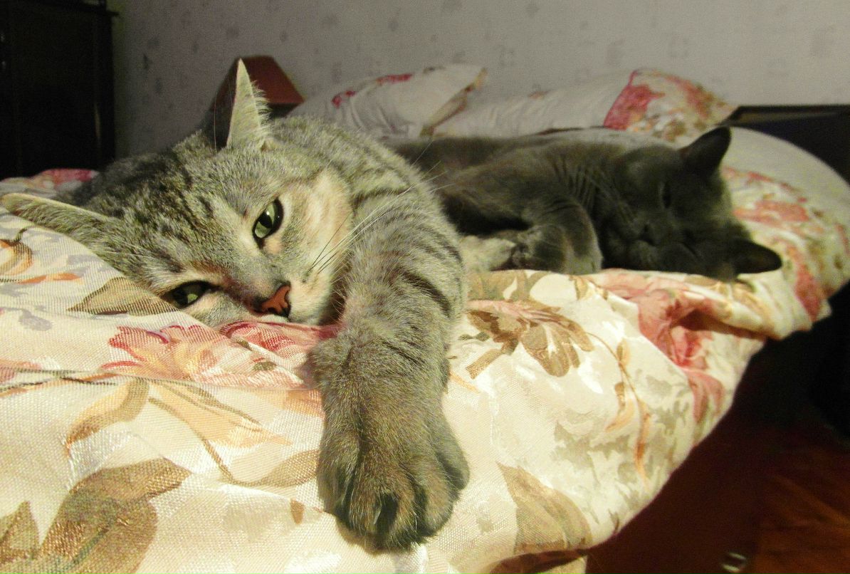 Катерина Шаталова | Яхрома