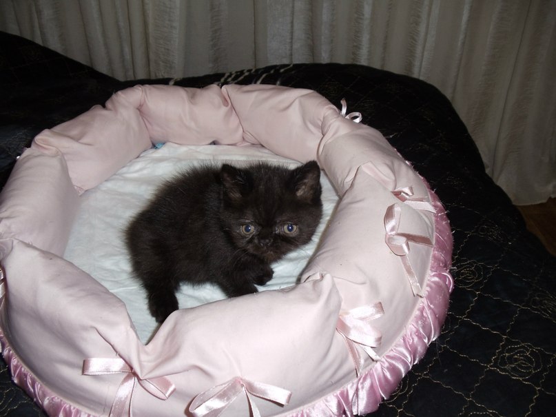 Светлана Гагара Владимировна | Санкт-Петербург