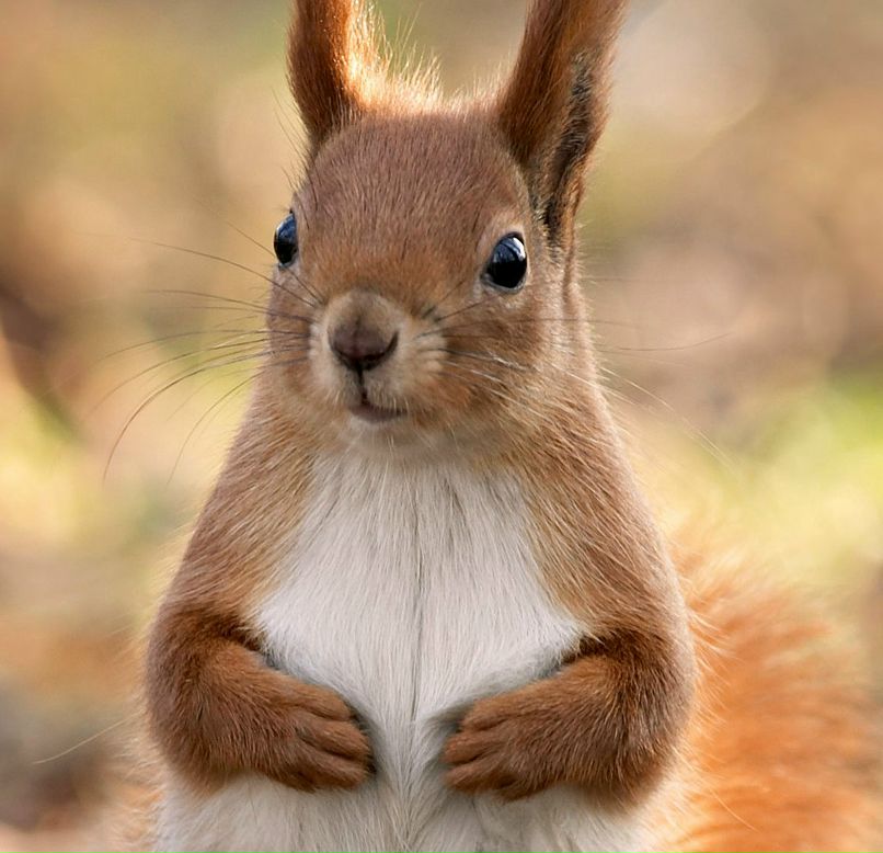 Лиза Немерк | Киев