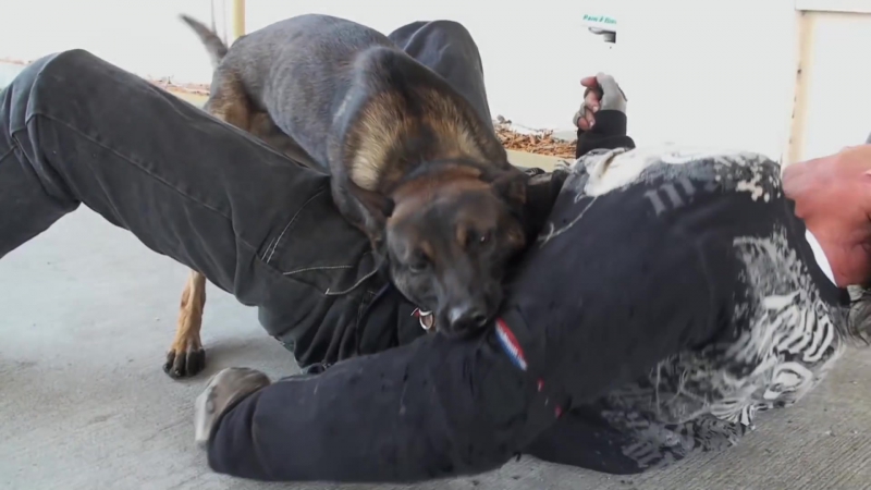 The best Protection Trained Dogs Premier Protection Dogs Overview