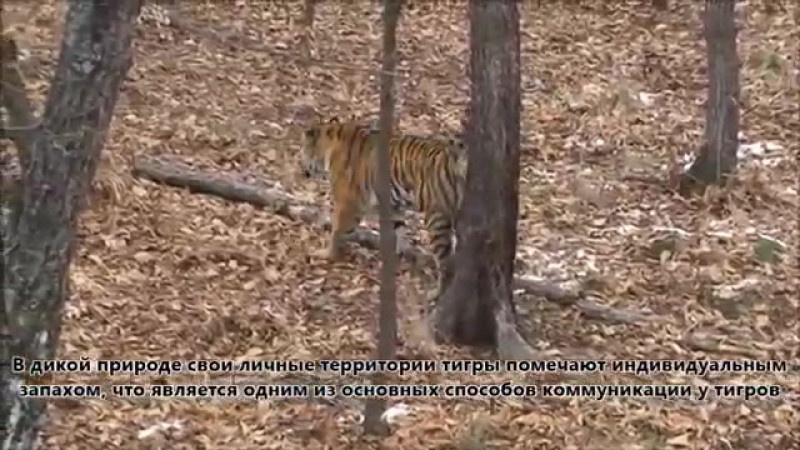2015 11 29 tigr