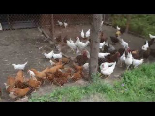 Подрастающий молодняк различных пород кур в нашем хозяйстве