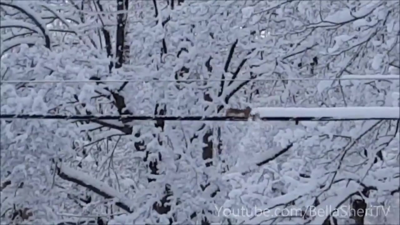 Avantgardens Little Squirrel Snow