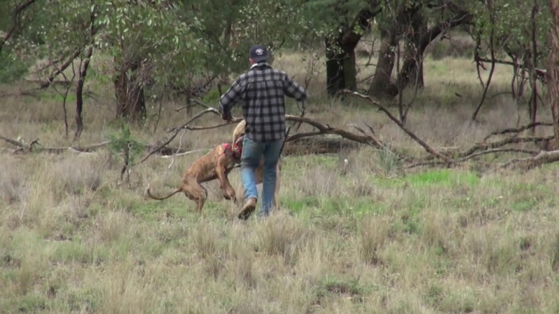 Man punches a kangaroo in the face to rescue his