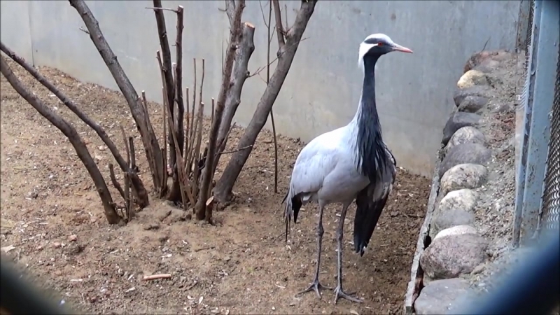 Московский Moscow