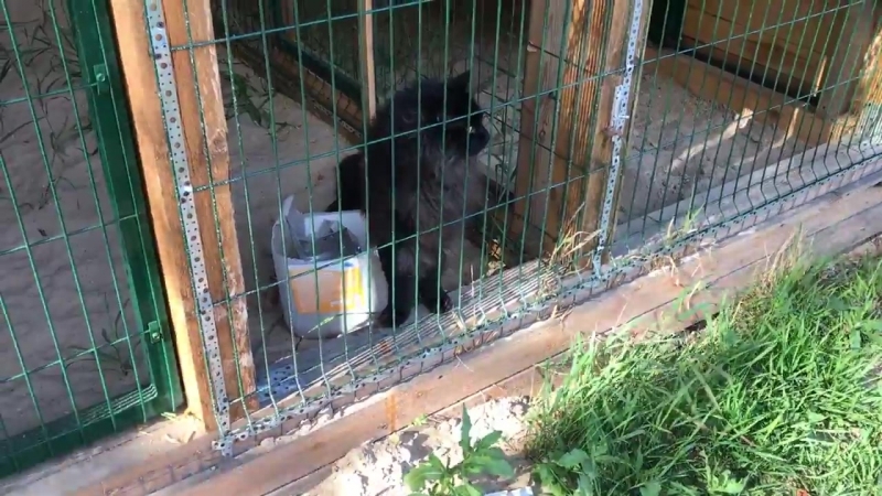 Bob Cat Lynx Live ПЕРЕСЕЛЯЕМ МЕЙН КУНА В