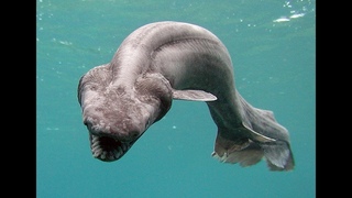 Плащеносная акула  Chlamydoselachus anguineus