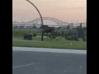Лось в Ханты-Мансийске