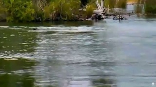 Природа Аляски Медведица плывёт с медвежонком на спине Alaska Female bear swims with cub