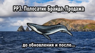 РР3. Полосатик Брайда. Продажа до обновления и после обновления г