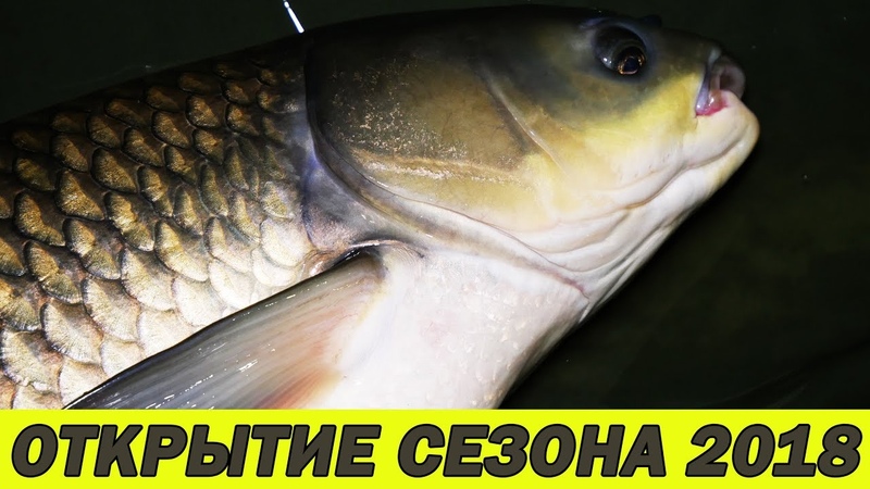 Карповая ловля ранней весной по холодной