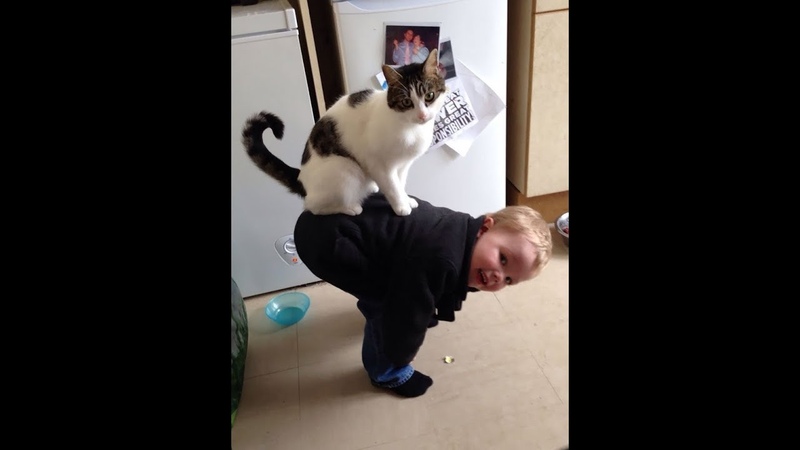 Приколы Смешные коты и кошки 2018, ТЕСТ НА ПСИХИКУ, ПРОБУЙ НЕ