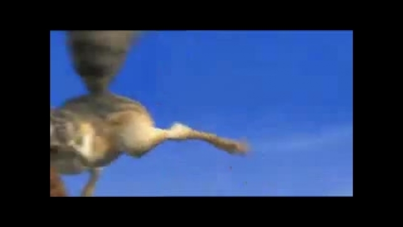 Белка и орехи ( Gone
