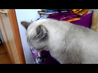 Шотландские кошки слушают диско