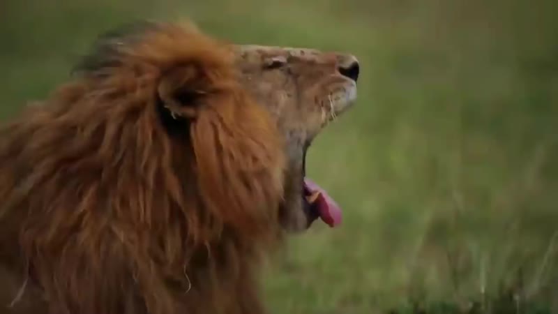 Hyenas attack lioness but male lion comes for revenge Lion vs Hyena real