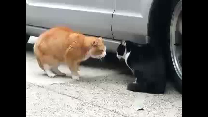 Вот так кошка ругает мужа за то что от него несёт пивом