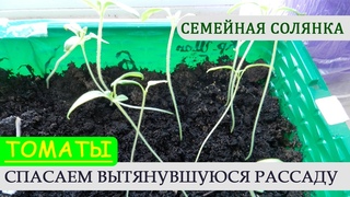 Томаты. Спасаем вытянувшуюся рассаду.